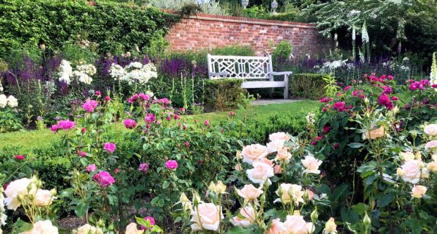 Roses in bloom at Pashley Manor Gardens, East Sussex